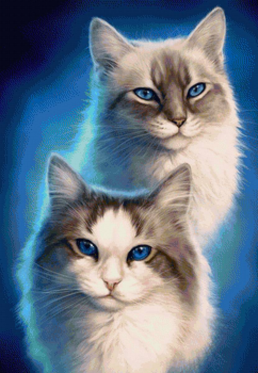 кот - животные, портрет, кот - предпросмотр