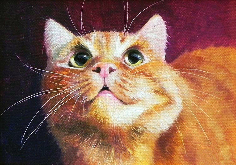 кот - кот, портрет, животные - оригинал