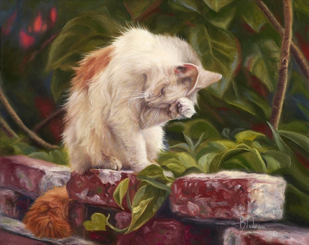 кот - кот, портрет, животные - оригинал