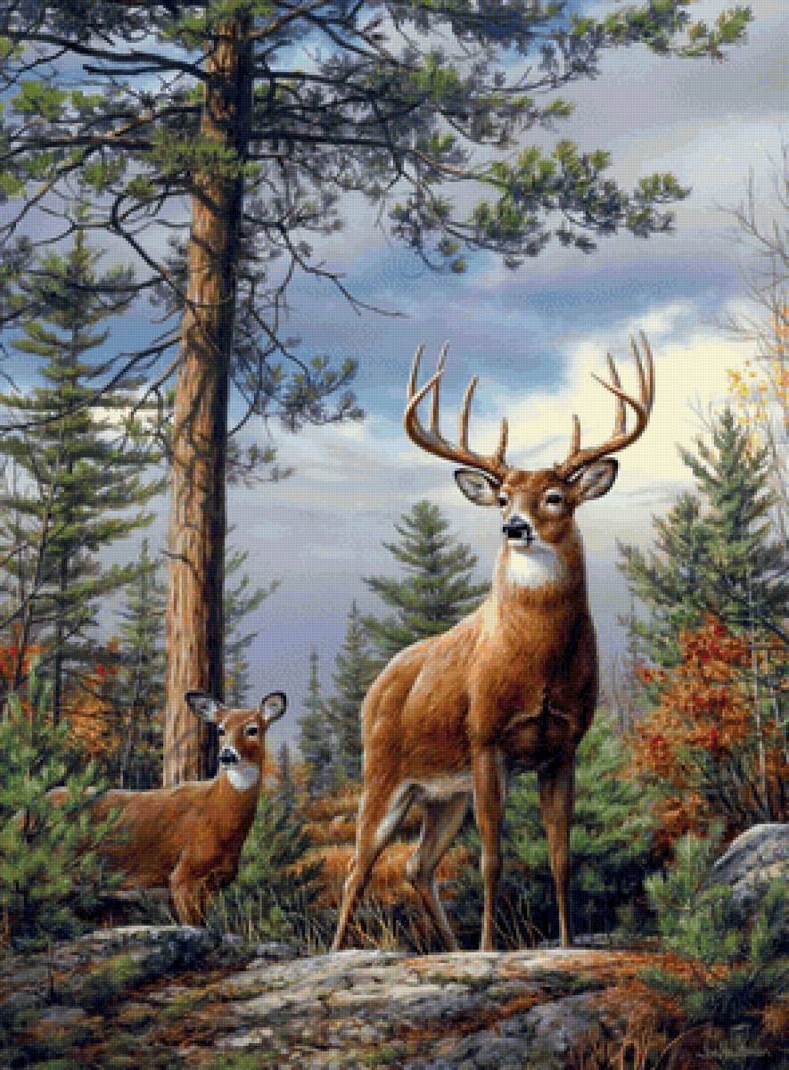 Лесные красавцы - олени, камни, пейзаж, лес - предпросмотр