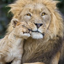 Лев с малышом