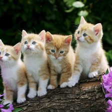 Схема вышивки «ДРУЗЬЯ»