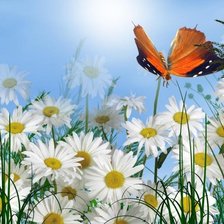 Схема вышивки «ромашки»