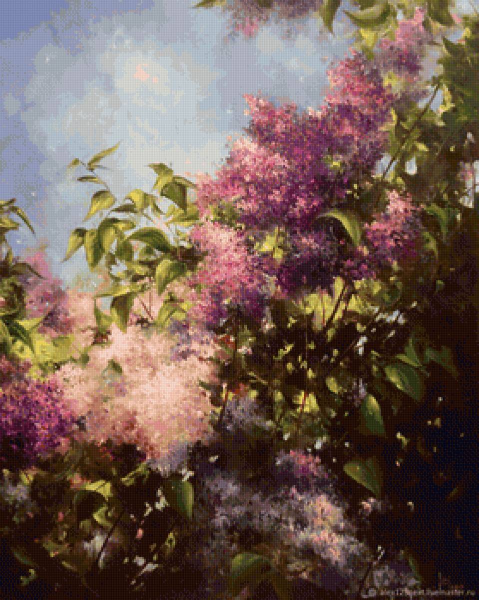 цветы - природа, сирень, цветы - предпросмотр