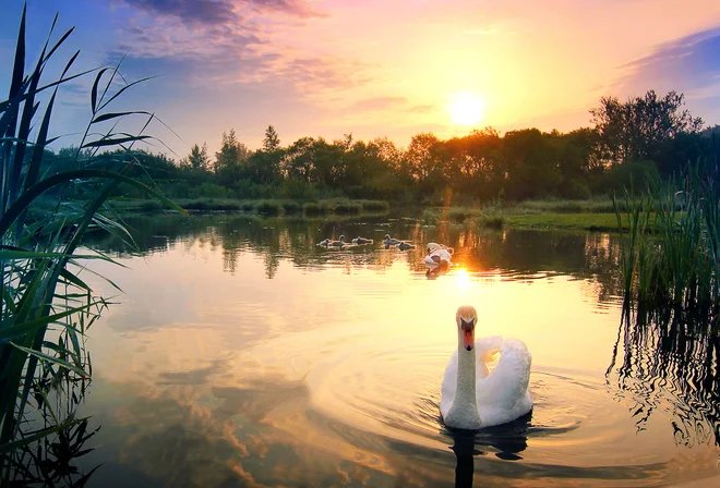 Назорьке - река, рассвет, природа, лебедь - оригинал
