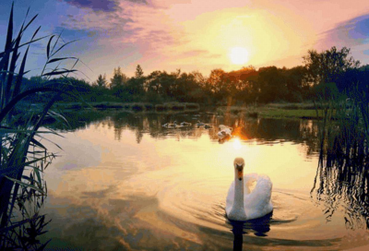 Назорьке - природа, рассвет, река, лебедь - предпросмотр