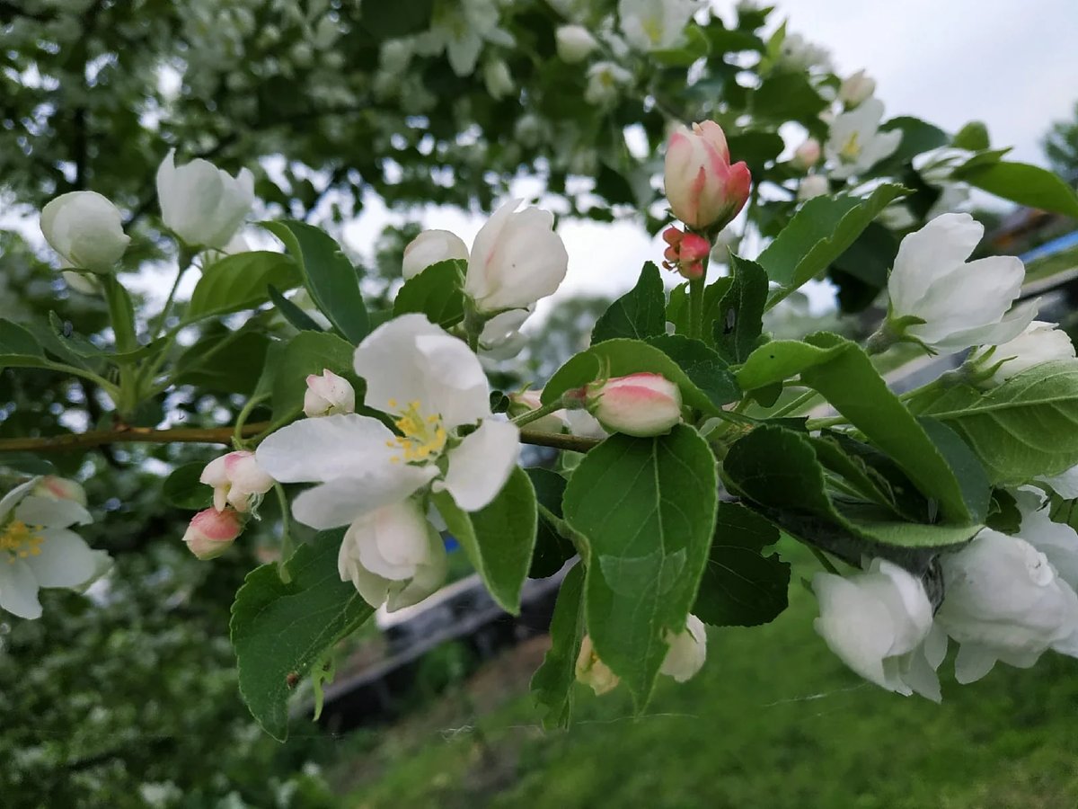 Цветение - цветы, яблоня - оригинал