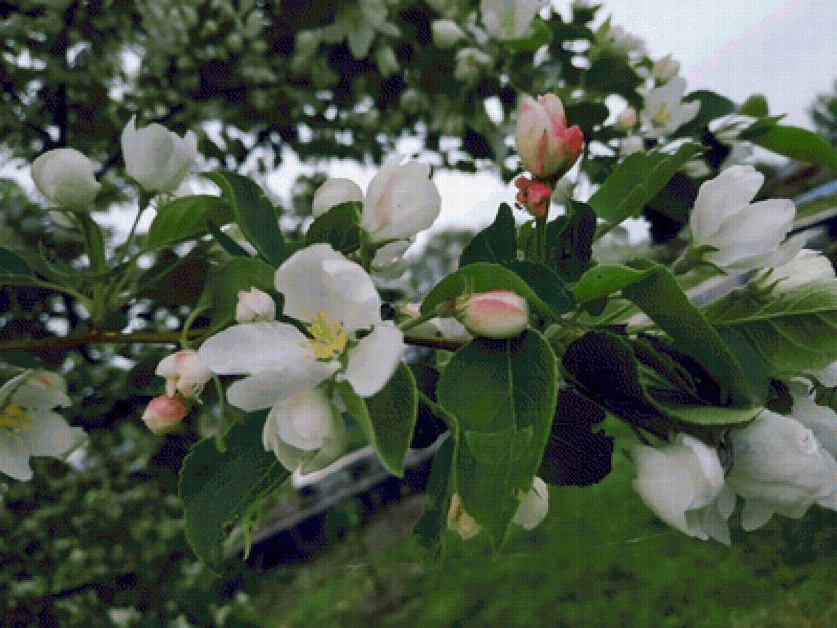 Цветение - цветы, яблоня - предпросмотр