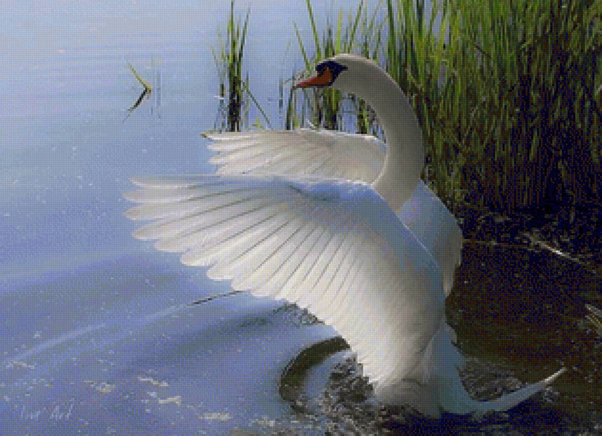 Лебедушка - озеро, птицы, лебедь - предпросмотр