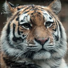 Схема вышивки «Тигр»