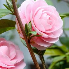 Схема вышивки «роза»