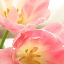 Схема вышивки «tulips»