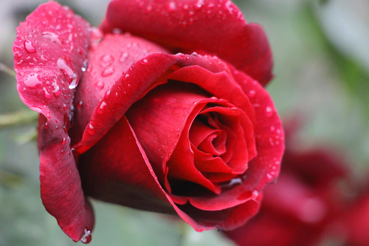 Розочка - роза, цветы - оригинал