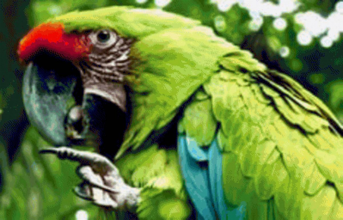 Маму надо слушаться - попугай, птицы - предпросмотр