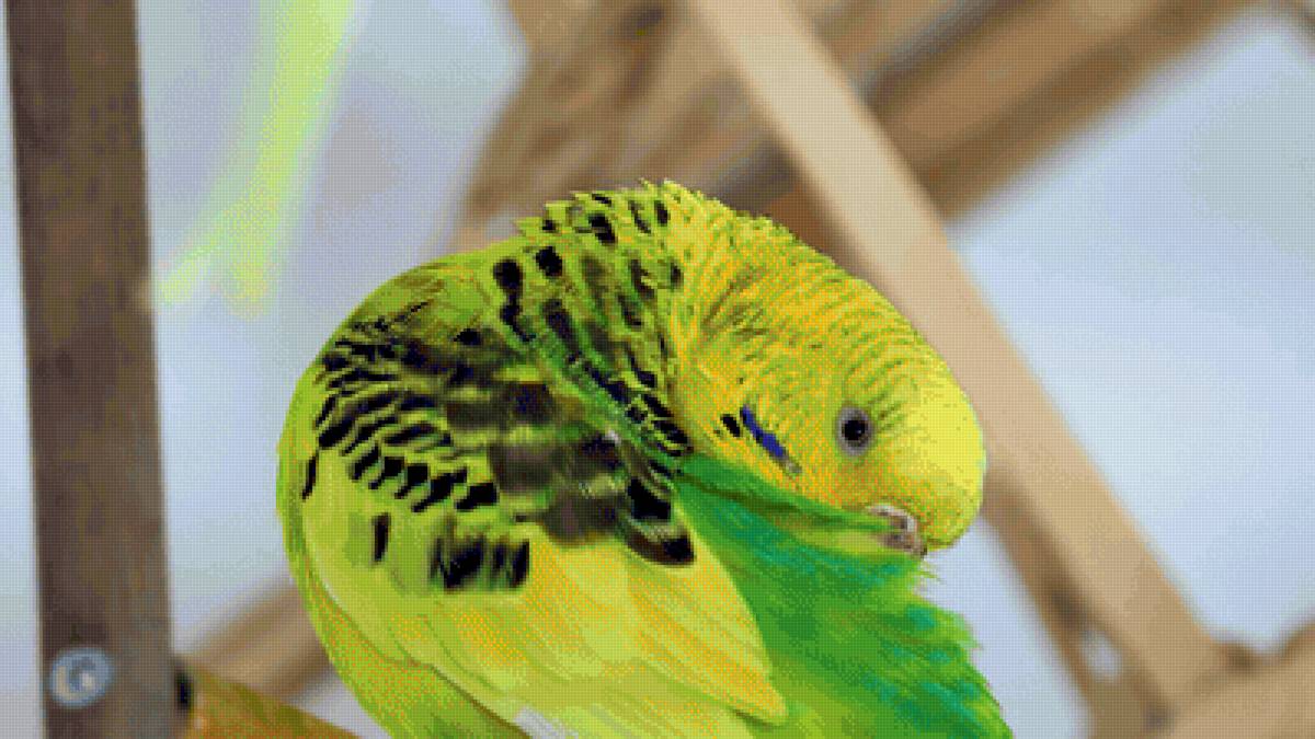 Чистим перышки - попугай, птицы - предпросмотр