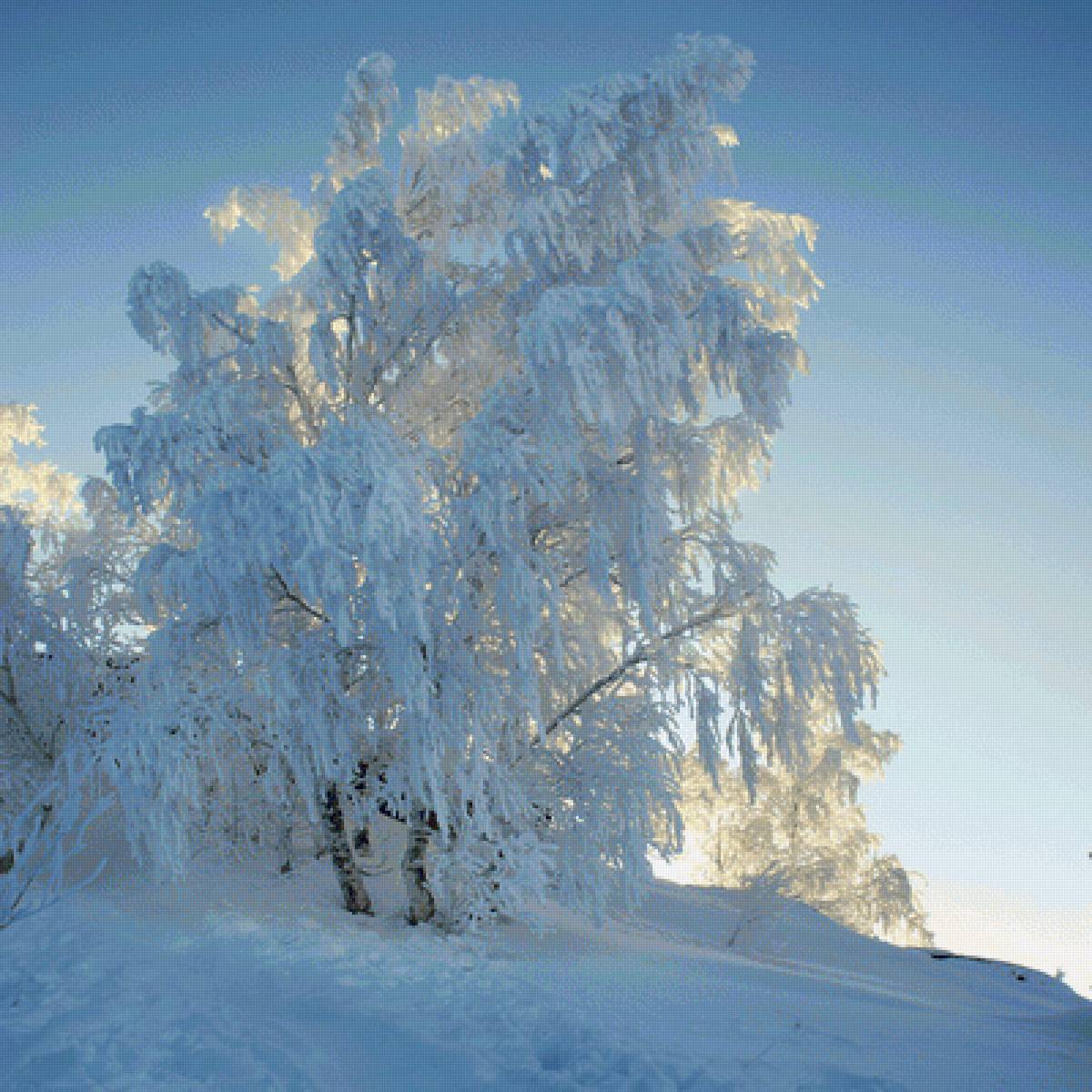 Морозный денек - иней, деревья, зима, снег - предпросмотр