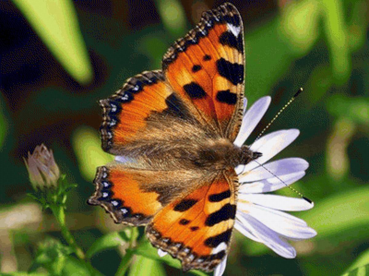 Крапивница - цветок, бабочка, нпсекомые - предпросмотр