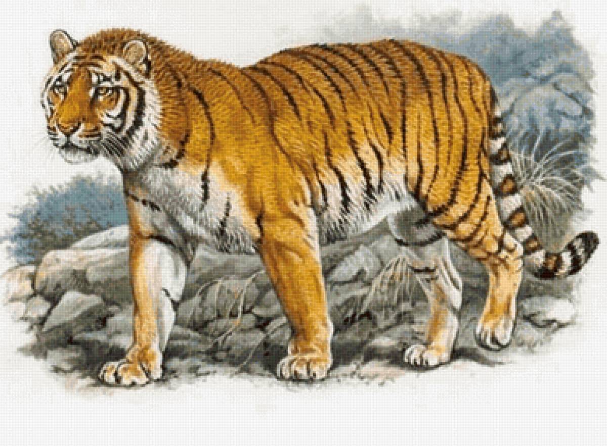 Вымершие животные картинки. Закавказский тигр. Туранский (Каспийский) тигр. Туранский, или Закавказский тигр. Закавказский тигр вымерший.