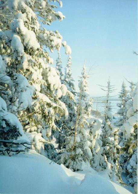 Мороз и солнце - день чудесный - зима, природа, снег, деревья, лес - оригинал