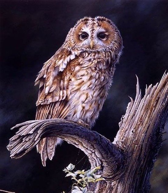 Мудрая сова - оригинал