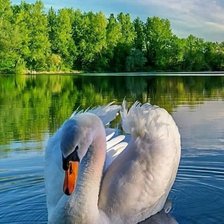 Схема вышивки «Лебедь»