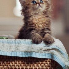 Схема вышивки «Котенок»