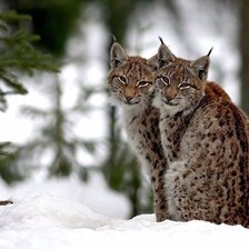 Схема вышивки «№2307595»