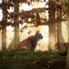 Схема вышивки «№2307600»