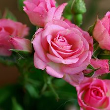 Схема вышивки «розы 2»