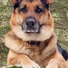 Схема вышивки «№2307823»