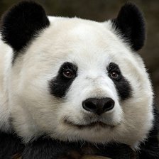 Схема вышивки «Панда»