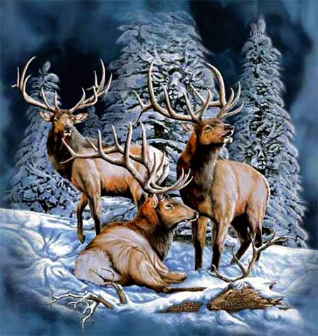 Олени - животные, олени, зима - оригинал
