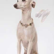 Схема вышивки «Левретка»