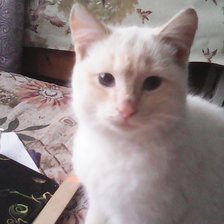 Схема вышивки «кот»