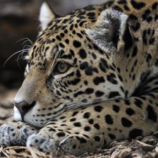 Схема вышивки «Ягуар»