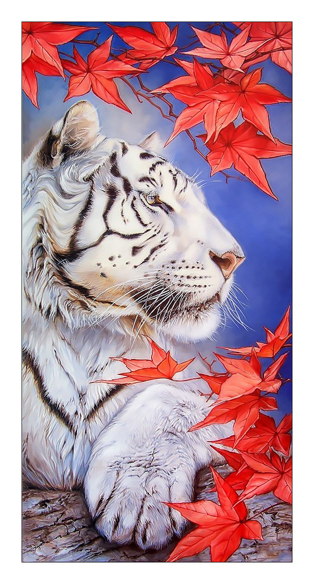 Белый тигр. - животные, хищник, тигр, взгляд - оригинал