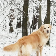 Схема вышивки «Собака»