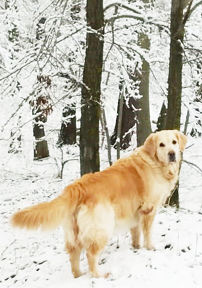 Собака Ника - собака - оригинал