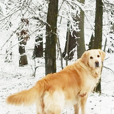 Схема вышивки «Собака Ника»