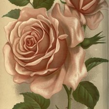 Схема вышивки «Роза»