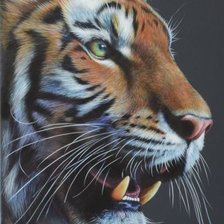 Схема вышивки «дикие»