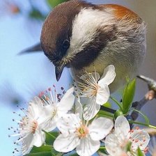 Схема вышивки «Весна»