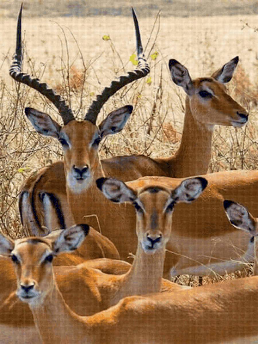 Gacelas - paisaje - предпросмотр