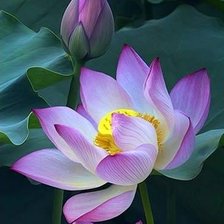 Схема вышивки «Лотос»