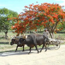 Схема вышивки «JALANDO MADERA»