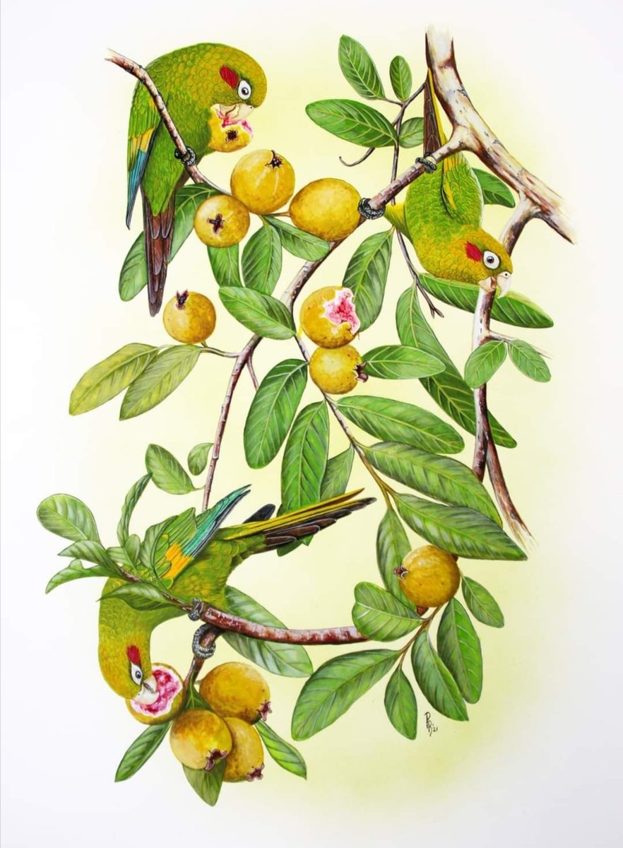 LAS GUALLABAS - naturaleza - оригинал