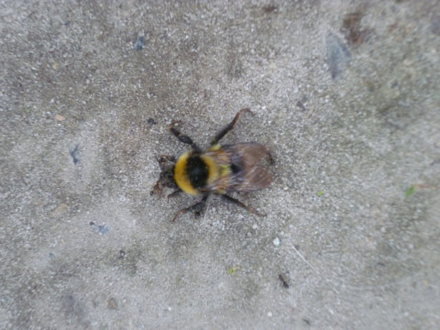 шмель - шмель - оригинал