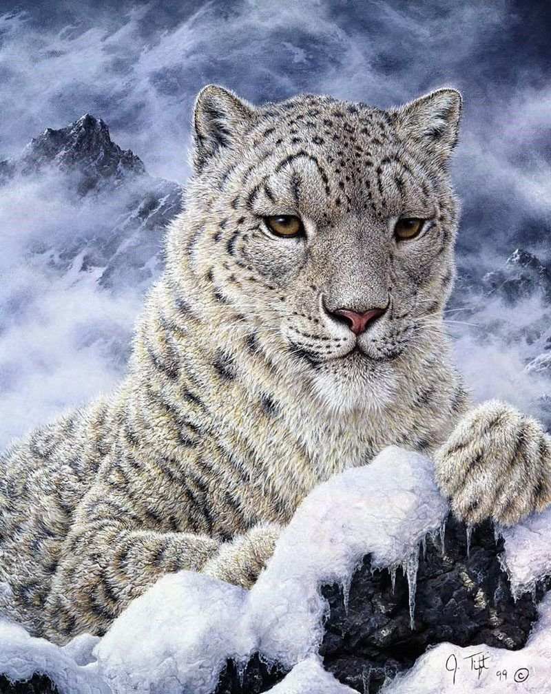Leopardo das neves. - animais.natureza. - оригинал