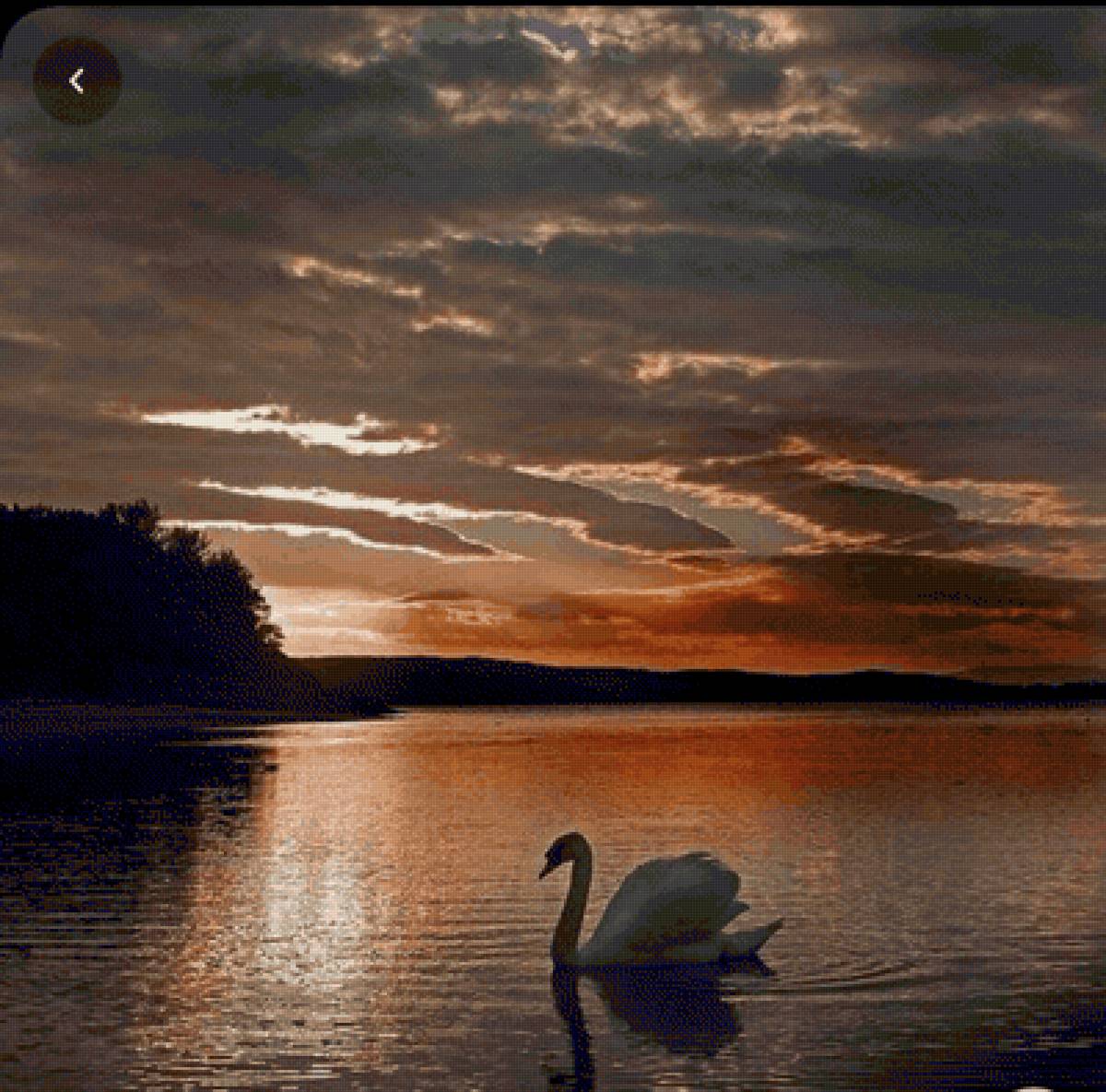 Cignes - animal - предпросмотр