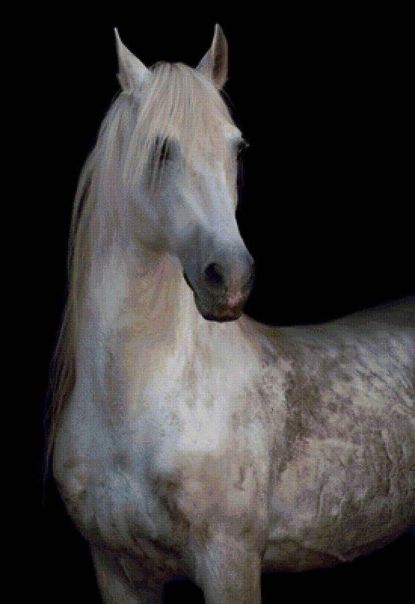 белая лошадь - предпросмотр